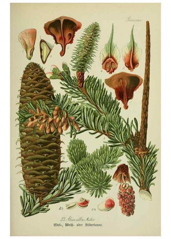 Reproducción/Reproduction 7845257788: Flora von Deutschland, Österreich und der Schweiz.. Gera,Zezschwitz,1903-