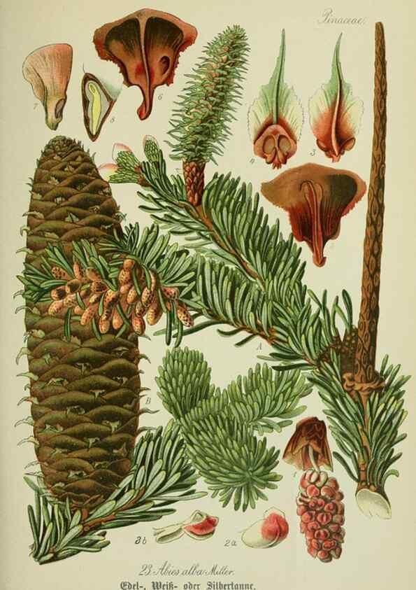 Reproducción/Reproduction 7845257788: Flora von Deutschland, Österreich und der Schweiz.. Gera,Zezschwitz,1903-