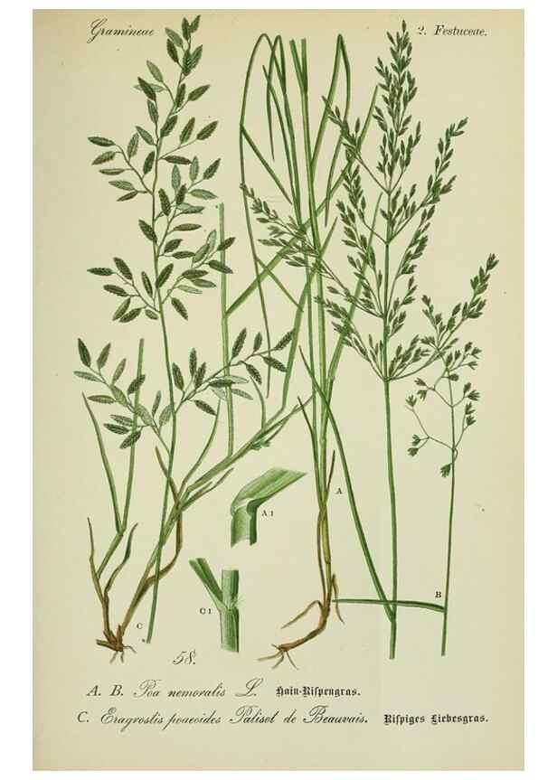 Reproducción/Reproduction 7845306706: Flora von Deutschland, Österreich und der Schweiz.. Gera,Zezschwitz,1903-