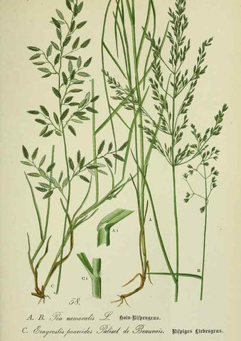 Reproducción/Reproduction 7845306706: Flora von Deutschland, Österreich und der Schweiz.. Gera,Zezschwitz,1903-