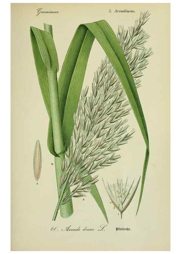 Reproducción/Reproduction 7845309308: Flora von Deutschland, Österreich und der Schweiz.. Gera,Zezschwitz,1903-