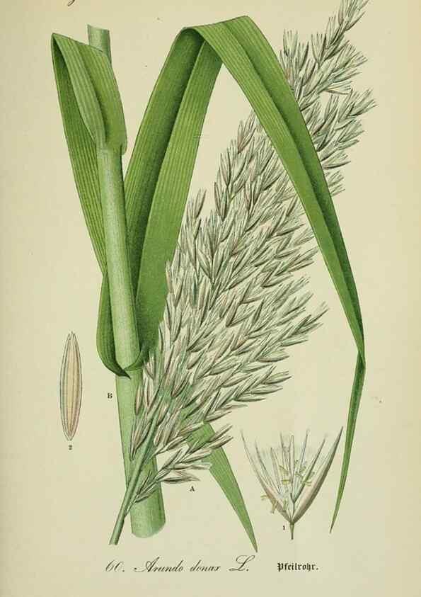 Reproducción/Reproduction 7845309308: Flora von Deutschland, Österreich und der Schweiz.. Gera,Zezschwitz,1903-