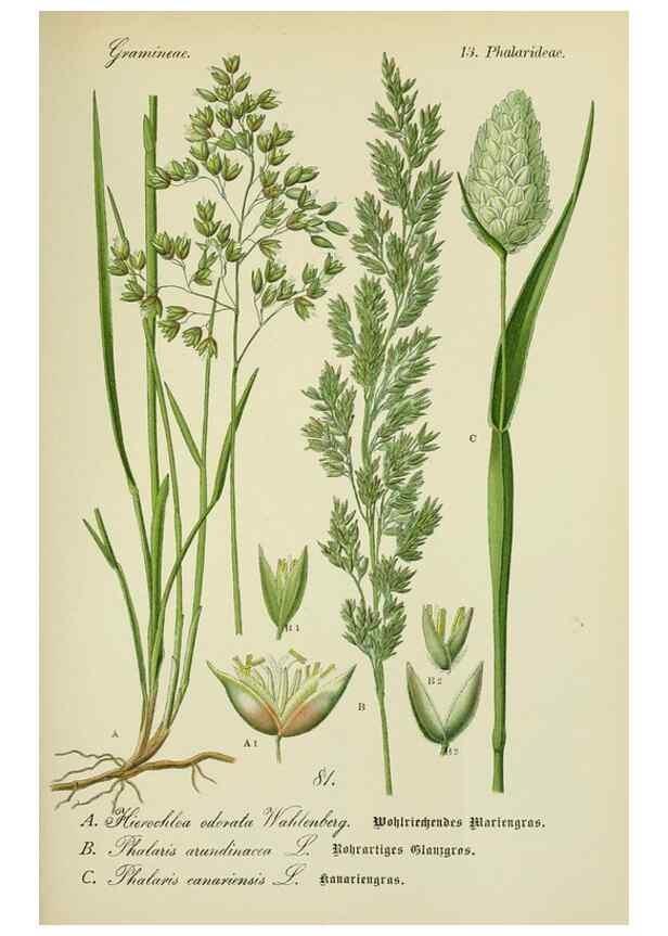 Reproducción/Reproduction 7845337914: Flora von Deutschland, Österreich und der Schweiz.. Gera,Zezschwitz,1903-