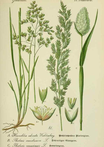 Reproducción/Reproduction 7845337914: Flora von Deutschland, Österreich und der Schweiz.. Gera,Zezschwitz,1903-