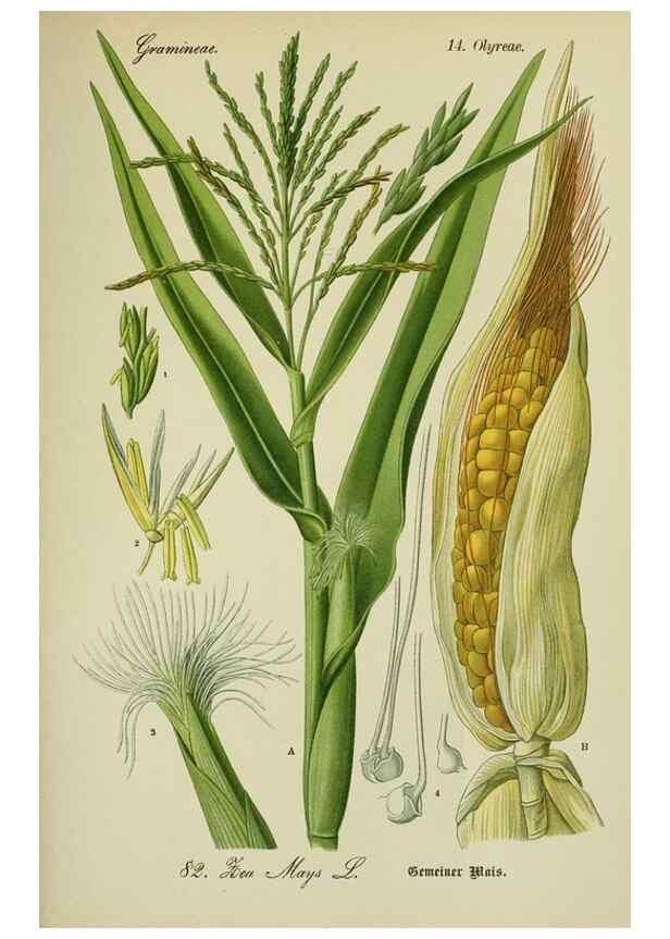 Reproducción/Reproduction 7845339168: Flora von Deutschland, Österreich und der Schweiz.. Gera,Zezschwitz,1903-
