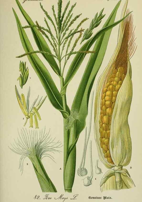 Reproducción/Reproduction 7845339168: Flora von Deutschland, Österreich und der Schweiz.. Gera,Zezschwitz,1903-