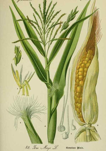 Reproducción/Reproduction 7845339168: Flora von Deutschland, Österreich und der Schweiz.. Gera,Zezschwitz,1903-