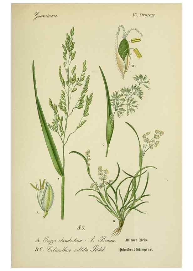 Reproducción/Reproduction 7845340408: Flora von Deutschland, Österreich und der Schweiz.. Gera,Zezschwitz,1903-