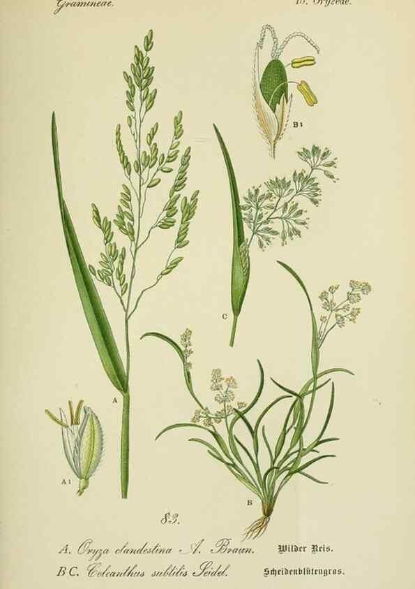 Reproducción/Reproduction 7845340408: Flora von Deutschland, Österreich und der Schweiz.. Gera,Zezschwitz,1903-