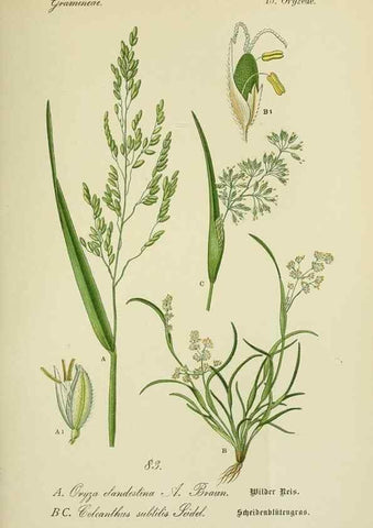Reproducción/Reproduction 7845340408: Flora von Deutschland, Österreich und der Schweiz.. Gera,Zezschwitz,1903-