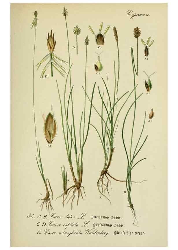 Reproducción/Reproduction 7845341724: Flora von Deutschland, Österreich und der Schweiz.. Gera,Zezschwitz,1903-