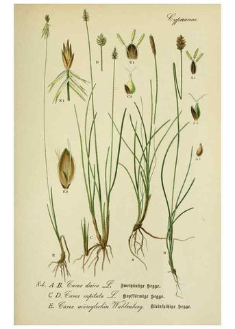 Reproducción/Reproduction 7845341724: Flora von Deutschland, Österreich und der Schweiz.. Gera,Zezschwitz,1903-