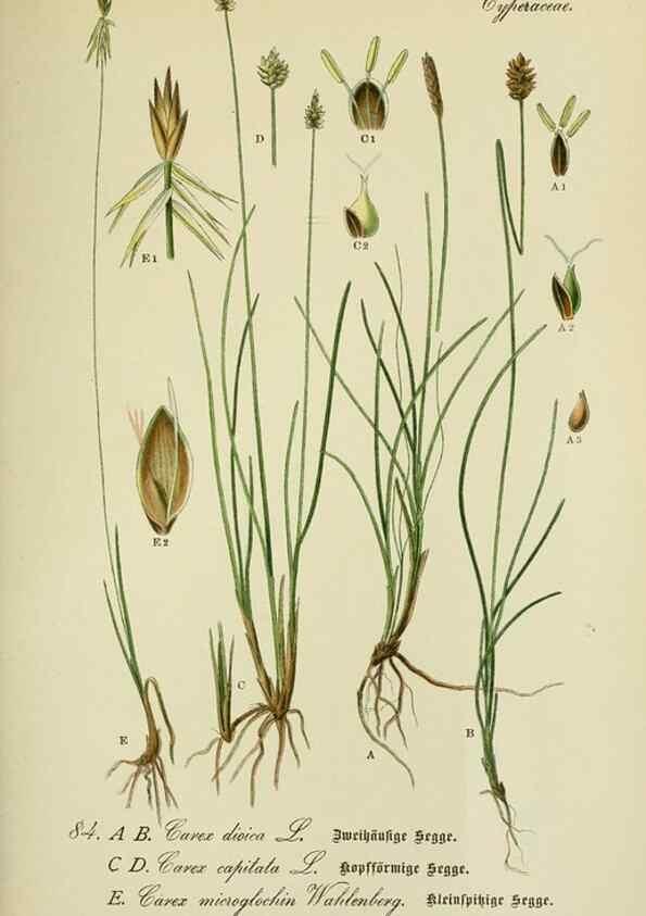 Reproducción/Reproduction 7845341724: Flora von Deutschland, Österreich und der Schweiz.. Gera,Zezschwitz,1903-