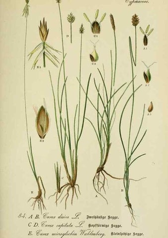 Reproducción/Reproduction 7845341724: Flora von Deutschland, Österreich und der Schweiz.. Gera,Zezschwitz,1903-