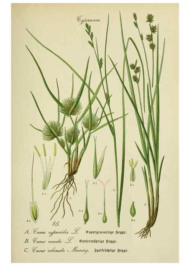 Reproducción/Reproduction 7845342824: Flora von Deutschland, Österreich und der Schweiz.. Gera,Zezschwitz,1903-