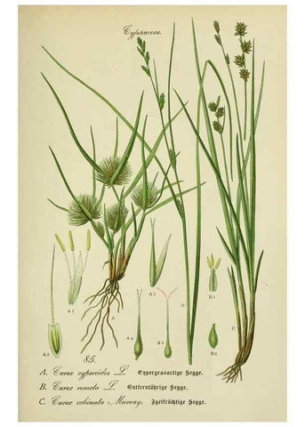 Reproducción/Reproduction 7845342824: Flora von Deutschland, Österreich und der Schweiz.. Gera,Zezschwitz,1903-