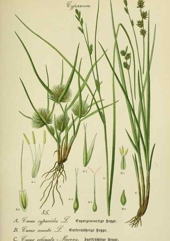 Reproducción/Reproduction 7845342824: Flora von Deutschland, Österreich und der Schweiz.. Gera,Zezschwitz,1903-