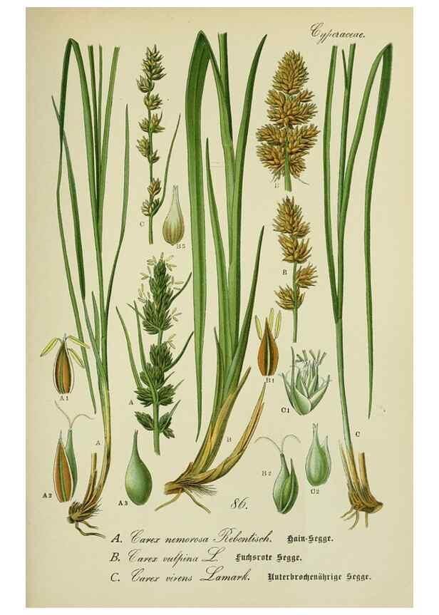 Reproducción/Reproduction 7845344230: Flora von Deutschland, Österreich und der Schweiz.. Gera,Zezschwitz,1903-