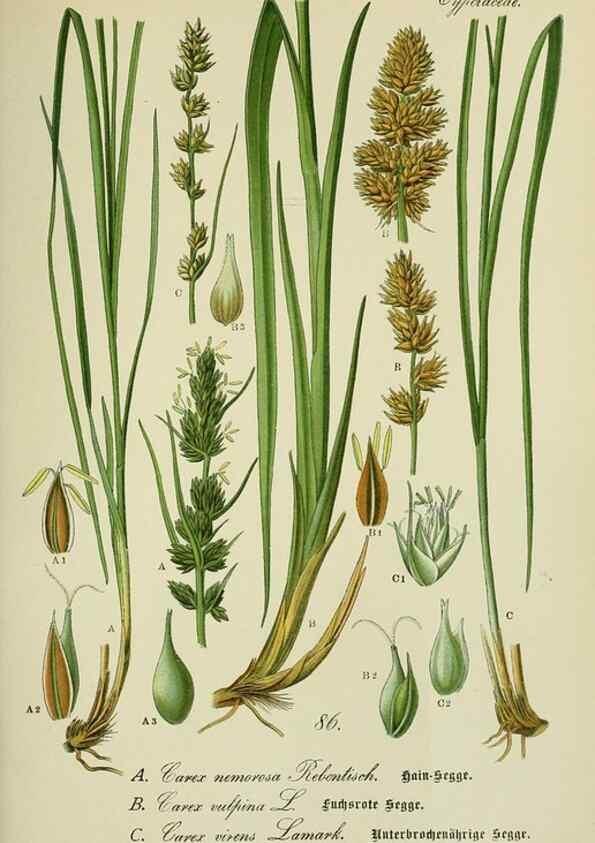 Reproducción/Reproduction 7845344230: Flora von Deutschland, Österreich und der Schweiz.. Gera,Zezschwitz,1903-