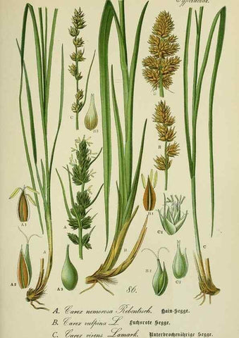 Reproducción/Reproduction 7845344230: Flora von Deutschland, Österreich und der Schweiz.. Gera,Zezschwitz,1903-
