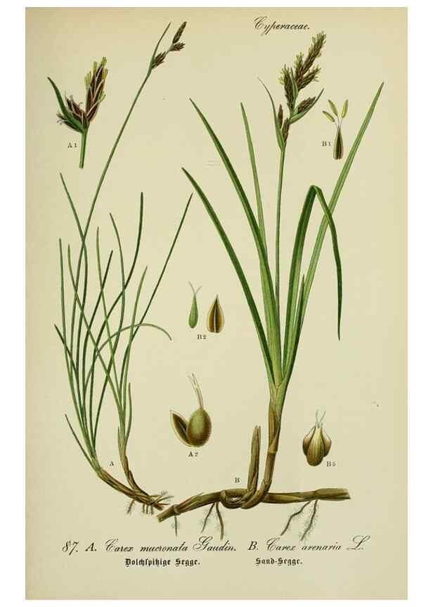 Reproducción/Reproduction 7845345342: Flora von Deutschland, Österreich und der Schweiz.. Gera,Zezschwitz,1903-