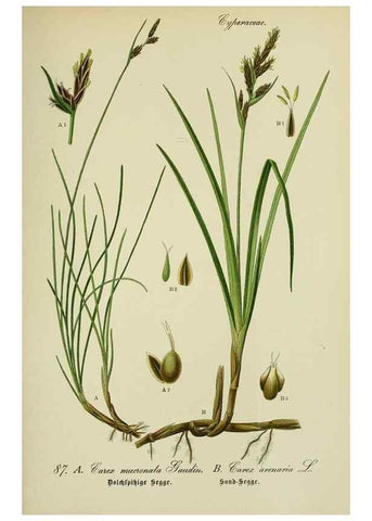 Reproducción/Reproduction 7845345342: Flora von Deutschland, Österreich und der Schweiz.. Gera,Zezschwitz,1903-