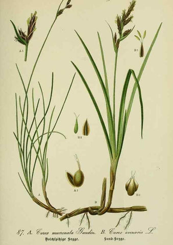 Reproducción/Reproduction 7845345342: Flora von Deutschland, Österreich und der Schweiz.. Gera,Zezschwitz,1903-