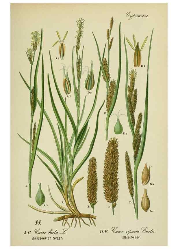 Reproducción/Reproduction 7845346592: Flora von Deutschland, Österreich und der Schweiz.. Gera,Zezschwitz,1903-