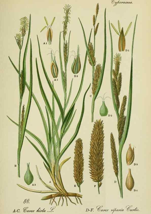 Reproducción/Reproduction 7845346592: Flora von Deutschland, Österreich und der Schweiz.. Gera,Zezschwitz,1903-