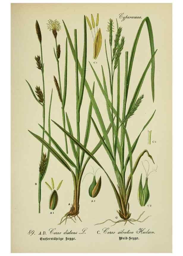 Reproducción/Reproduction 7845347894: Flora von Deutschland, Österreich und der Schweiz.. Gera,Zezschwitz,1903-