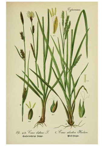 Reproducción/Reproduction 7845347894: Flora von Deutschland, Österreich und der Schweiz.. Gera,Zezschwitz,1903-