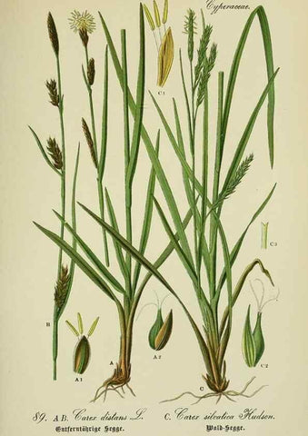 Reproducción/Reproduction 7845347894: Flora von Deutschland, Österreich und der Schweiz.. Gera,Zezschwitz,1903-
