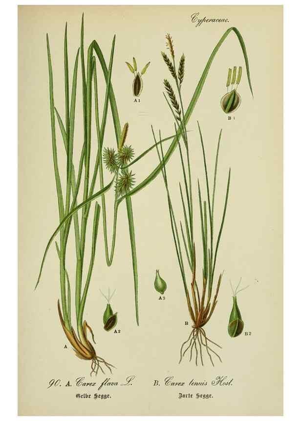 Reproducción/Reproduction 7845349190: Flora von Deutschland, Österreich und der Schweiz.. Gera,Zezschwitz,1903-