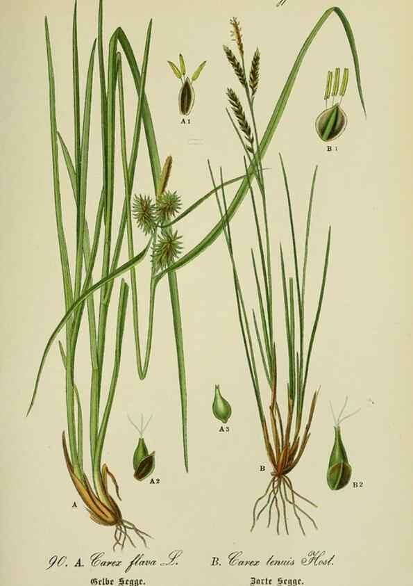 Reproducción/Reproduction 7845349190: Flora von Deutschland, Österreich und der Schweiz.. Gera,Zezschwitz,1903-
