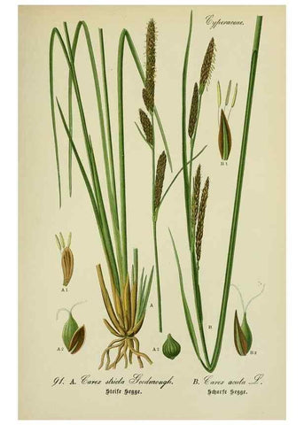 Reproducción/Reproduction 7845350490: Flora von Deutschland, Österreich und der Schweiz.. Gera,Zezschwitz,1903-