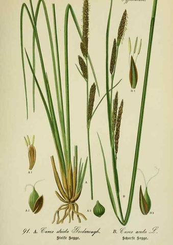 Reproducción/Reproduction 7845350490: Flora von Deutschland, Österreich und der Schweiz.. Gera,Zezschwitz,1903-