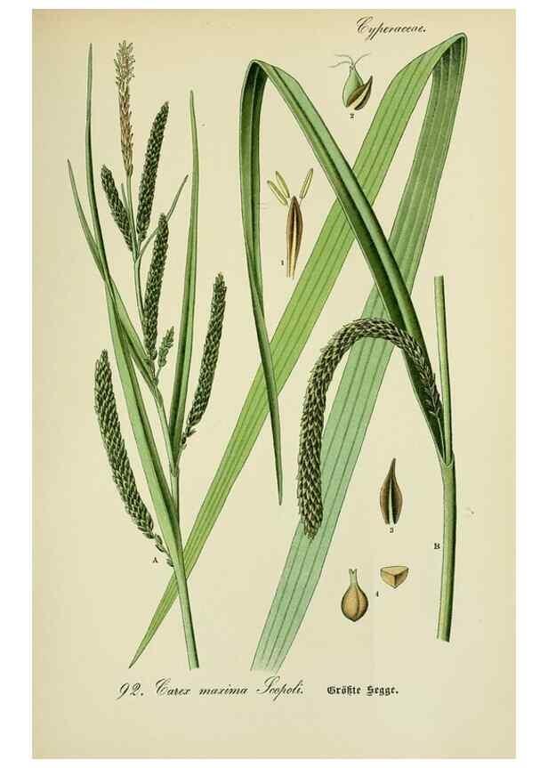 Reproducción/Reproduction 7845351748: Flora von Deutschland, Österreich und der Schweiz.. Gera,Zezschwitz,1903-