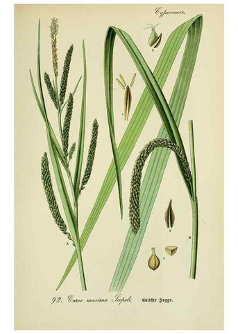 Reproducción/Reproduction 7845351748: Flora von Deutschland, Österreich und der Schweiz.. Gera,Zezschwitz,1903-