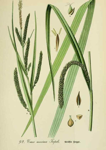 Reproducción/Reproduction 7845351748: Flora von Deutschland, Österreich und der Schweiz.. Gera,Zezschwitz,1903-