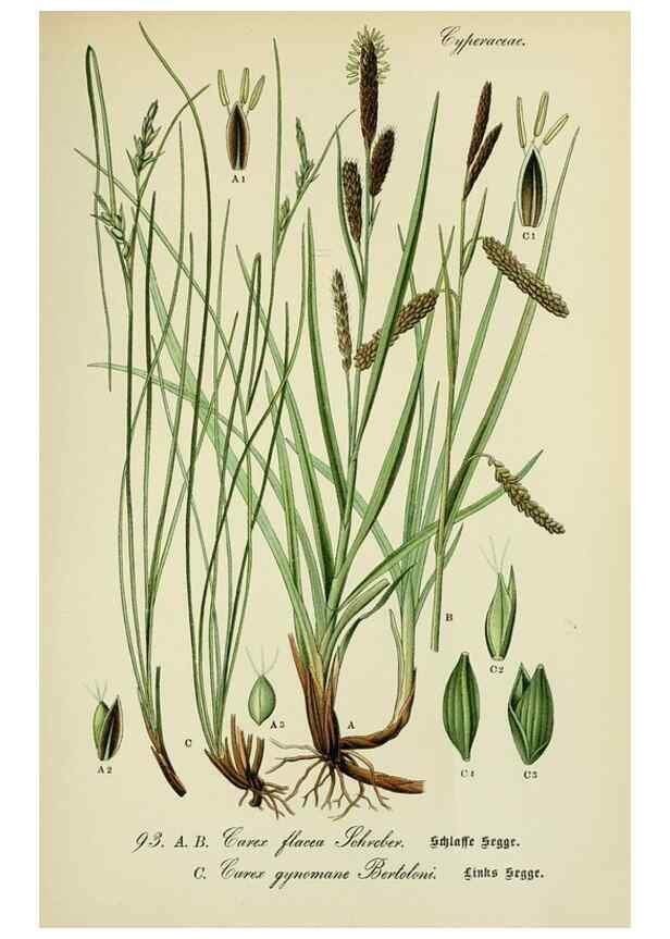 Reproducción/Reproduction 7845352934: Flora von Deutschland, Österreich und der Schweiz.. Gera,Zezschwitz,1903-