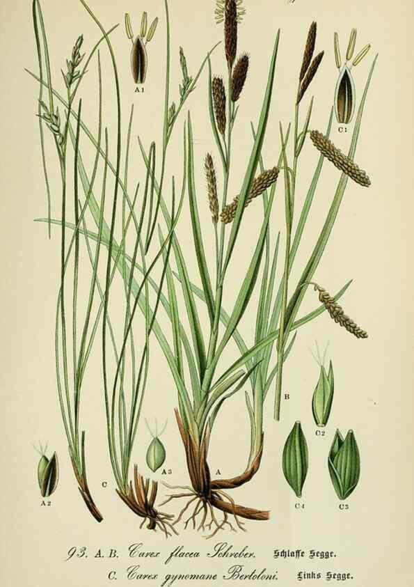 Reproducción/Reproduction 7845352934: Flora von Deutschland, Österreich und der Schweiz.. Gera,Zezschwitz,1903-