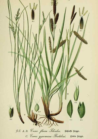 Reproducción/Reproduction 7845352934: Flora von Deutschland, Österreich und der Schweiz.. Gera,Zezschwitz,1903-
