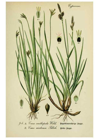 Reproducción/Reproduction 7845354274: Flora von Deutschland, Österreich und der Schweiz.. Gera,Zezschwitz,1903-
