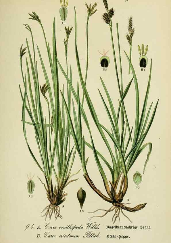 Reproducción/Reproduction 7845354274: Flora von Deutschland, Österreich und der Schweiz.. Gera,Zezschwitz,1903-