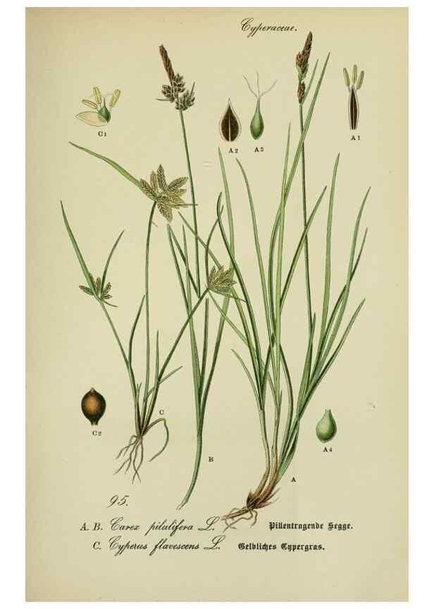 Reproducción/Reproduction 7845355532: Flora von Deutschland, Österreich und der Schweiz.. Gera,Zezschwitz,1903-
