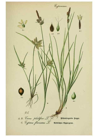 Reproducción/Reproduction 7845355532: Flora von Deutschland, Österreich und der Schweiz.. Gera,Zezschwitz,1903-