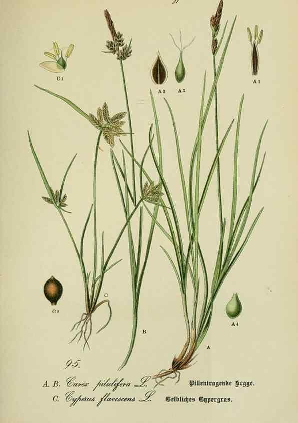 Reproducción/Reproduction 7845355532: Flora von Deutschland, Österreich und der Schweiz.. Gera,Zezschwitz,1903-