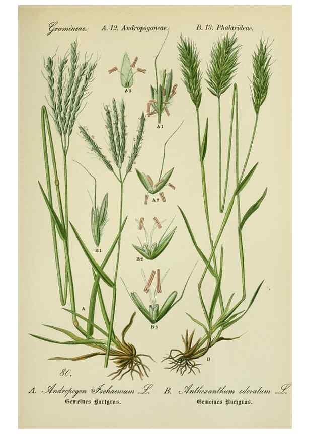 Reproducción/Reproduction 7845336612: Flora von Deutschland, Österreich und der Schweiz.. Gera,Zezschwitz,1903-