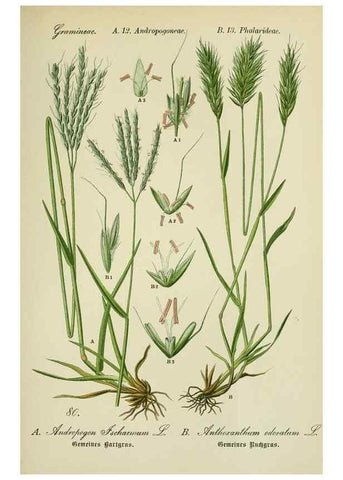 Reproducción/Reproduction 7845336612: Flora von Deutschland, Österreich und der Schweiz.. Gera,Zezschwitz,1903-
