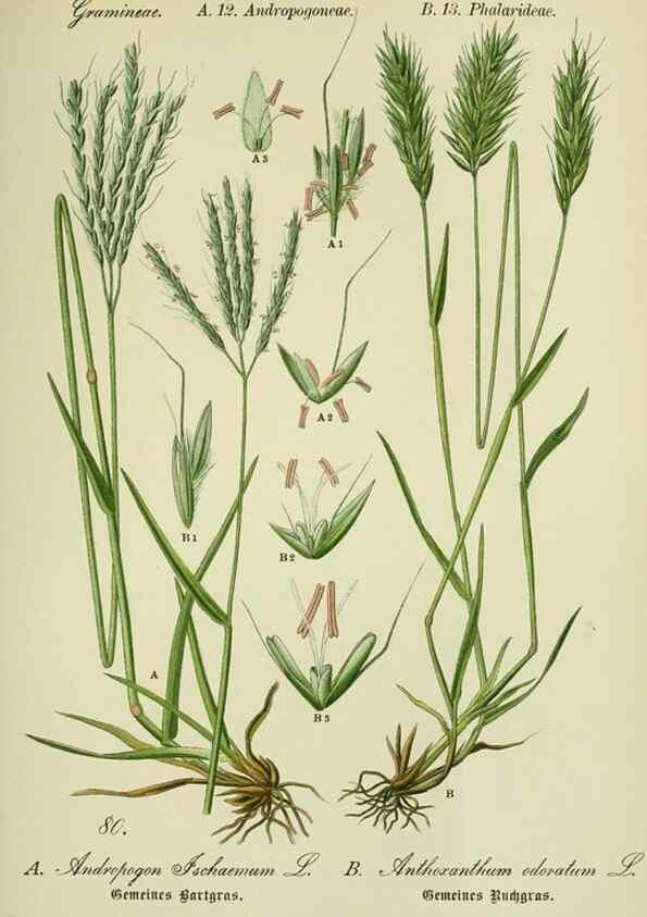 Reproducción/Reproduction 7845336612: Flora von Deutschland, Österreich und der Schweiz.. Gera,Zezschwitz,1903-